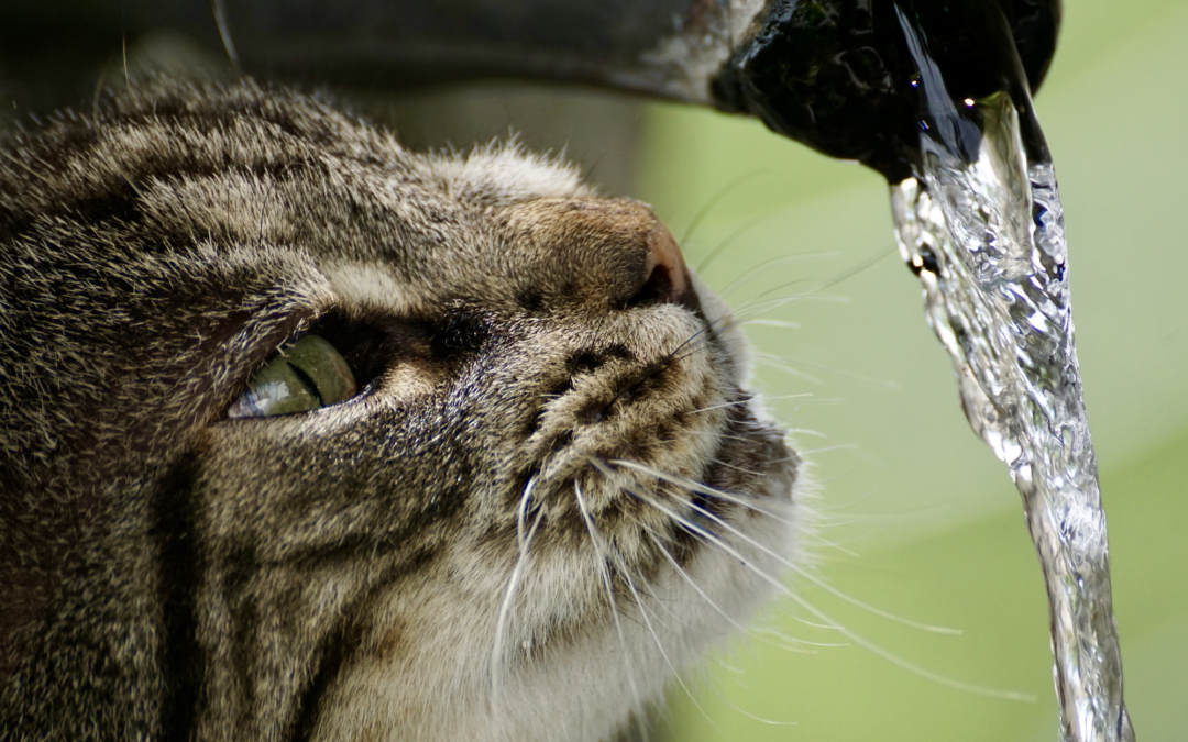 Thirst Aid: Innovative Methods to Promote Hydration in Cats