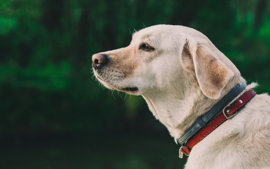 Collars Unleashed: Finding the Ideal Collar for Your Pet