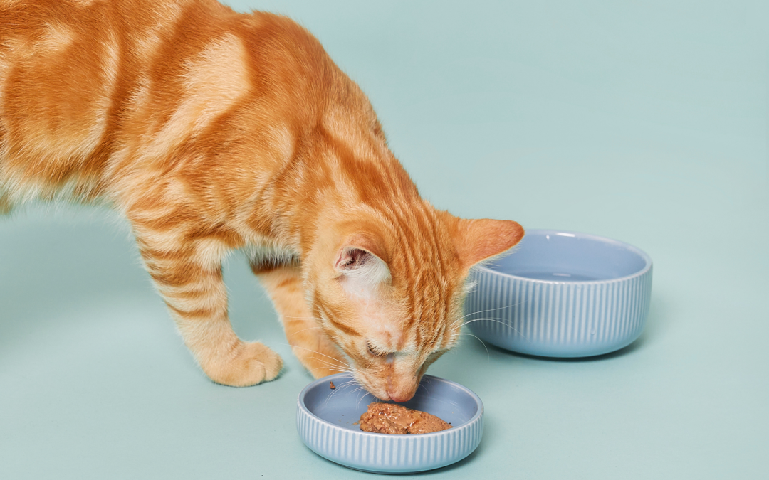 Help! My Pet is a Picky Eater: Tips and Tricks to Encourage Healthy Eating Habits