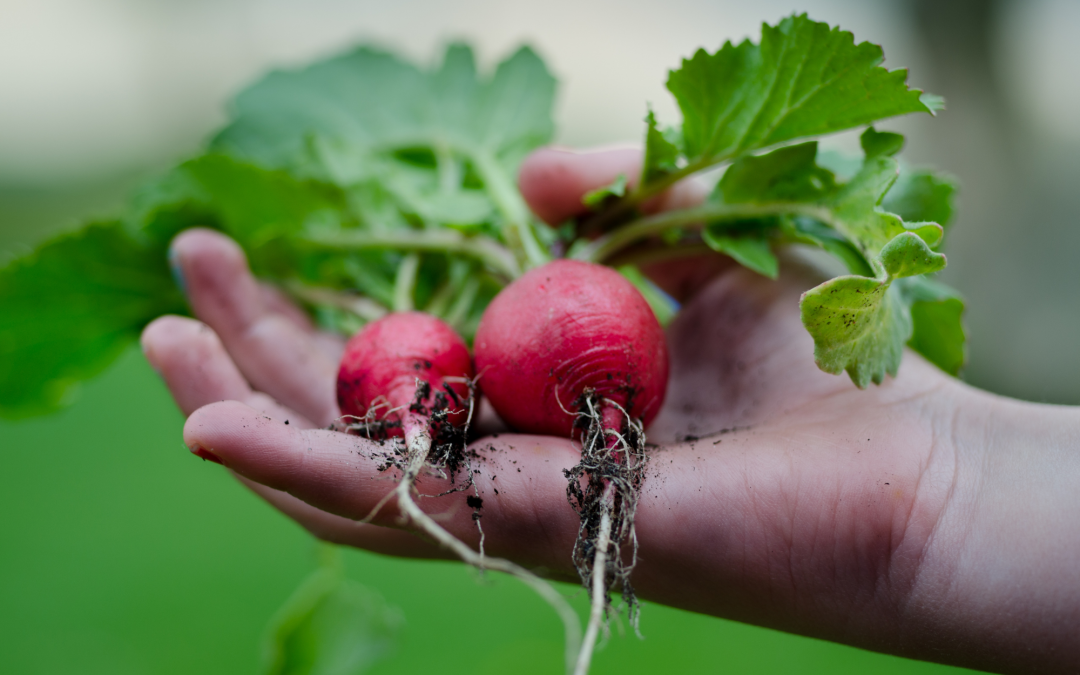 Grow Your Own Salad Bar: Best Salad Vegetables to Cultivate in Your Own Garden