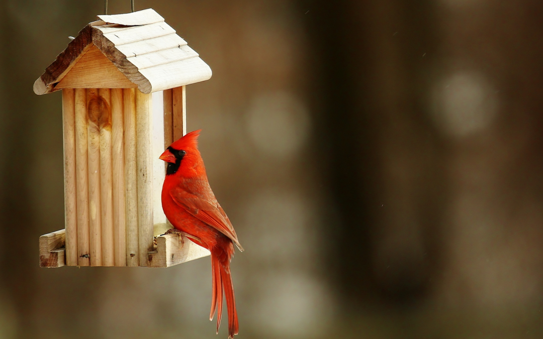 Harmony in Nature: Cultivating a Sanctuary for Flora and Fauna